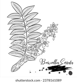 Boswellia Serrata, medical plant drawing vector illustration