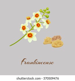 Boswellia tree flowers.  Frankincense. Vector illustration.