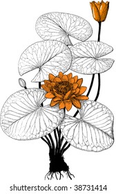 Bot water lily