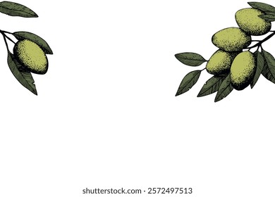 Botanic background with olive branch sketch. Ink hand drawn olives set. Botanic plant vector illustration. A sprig of an olive tree with leaves. Food concept. Wallpaper with greenery olive tree.