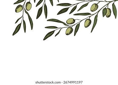 Fondo botánico con boceto de rama de olivo. Conjunto de aceitunas dibujadas a mano de tinta. Ilustración vectorial de plantas botánicas. Una ramita de un olivo con hojas. Concepto de comida. Fondo de pantalla con olivo verde.