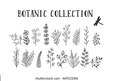 Botanic collection. Branches and herbs with leaves. Silhouettes isolated on background. Hand drawn ink illustration.