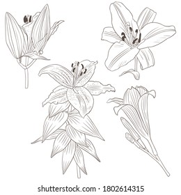 Botanic collection. Vector illustration with lilium flowers on a white background