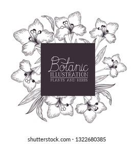 botanic illustration label with plants and herbs