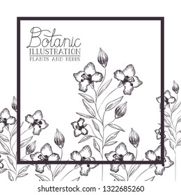 botanic illustration label with plants and herbs