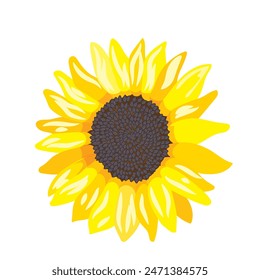 Botanic illustration of large single yellow sunflower