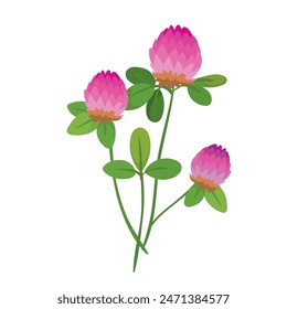 Botanic illustration of pink clover sprigs isolated