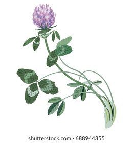 Botanic illustration of a red clover flower. Isolated floral motif.