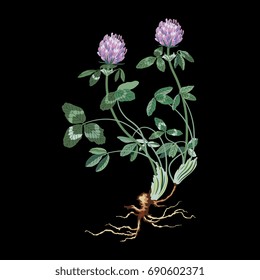 Botanic illustration of a red clover. Pastel colors floral motif on black background. 