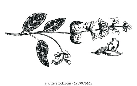 botanic illustration of sage with blossom