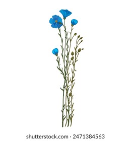 Botanic illustration tall branches of blue flax