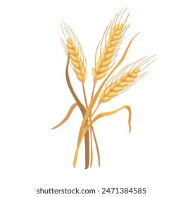 Botanic illustration three ears of wheat isolated