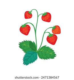 Botanic illustration of wild strawberry bush isolated