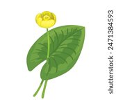 Botanic illustration of yellow water lily isolated