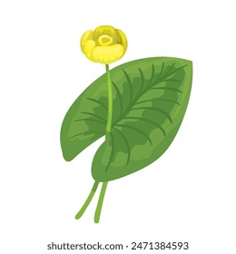 Botanic illustration of yellow water lily isolated