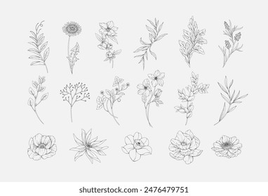 Botanic set of detailed various flowers and brunch. Luxury vintage floral collection for wedding invitation, wallpaper art or save the date card. Botanical vector illustration