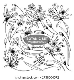 Botanic Set, Floral Set, Flowers, Agapanthus for design svg