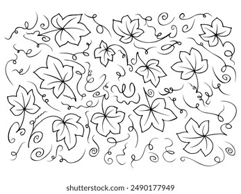 Botanic set of grapes, leaves, branch, vine bunch, berries, plants. Decorative Elements for Decoration. Hand drawing doodles of vector vintage botanical elements. Line art