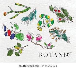 Botanic set on white background