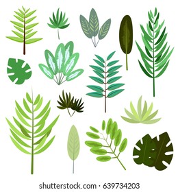 Botanic set of palm tree leaves on white background