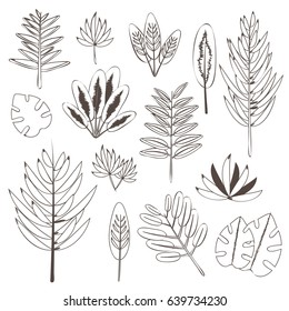 Botanic set of palm tree leaves with brown outline on white background