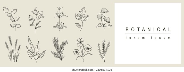 Botanical abstract background with floral line art design. Horizontal web banner with herbal minimal composition of collection with flower blossoms on twigs, herbs and leaves. Vector illustration.