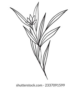 Botanical abstract line art composition with minimal floral elements of herbs, flowers, leaves and branches. vector illustration for wedding invitation, logo design and posters template, tattoo.
