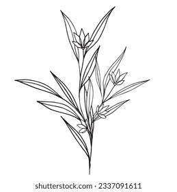 Botanical abstract line art composition with minimal floral elements of herbs, flowers, leaves and branches. vector illustration for wedding invitation, logo design and posters template, tattoo.