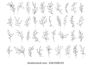 Botanical abstract line art illustration, hand drawn herbs and branches set, vector floral  hand drawn clipart