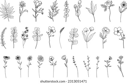 Botanical abstract line arts, hand drawn herbs, flowers, leaves and branches, vector illustration