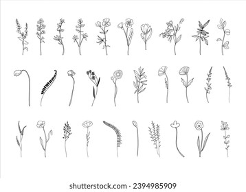 Botanical abstract line arts, wildflowers line art drawing, hand drawn herbs, flowers and branches, vector illustration