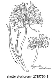 Botanical Agapanthus flowers set. Vector black and white illustration. svg
