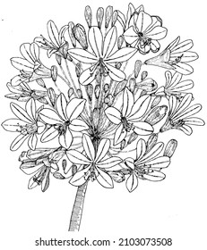 Botanical Agapanthus flowers. Vector black and white illustration.