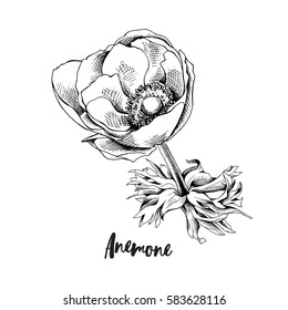Botanical Anemone flower. Vector black and white illustration.