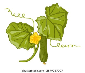 Botanical art of cucumber branch with yellow flower, green leaves and tendrils on white background