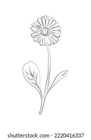 Arte botánico. Flor de dibujo de línea continua dibujada a mano con hojas.