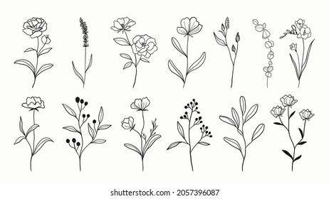 Botanical arts. Hand drawn continuous line drawing of abstract flower, floral, ginkgo, rose, tulip, bouquet of olives. Vector illustration.