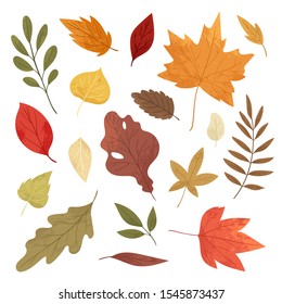 Botanical autumn collection. Seasonal set of hand drawn colorful fallen leaves, twigs, berries, acorns, forest mushrooms, tree branches. Cartoon textured vector illustration in realistic style