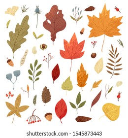 Botanical autumn collection. Seasonal set of hand drawn colorful fallen leaves, twigs, berries, acorns, forest mushrooms, tree branches. Cartoon textured vector illustration in realistic style