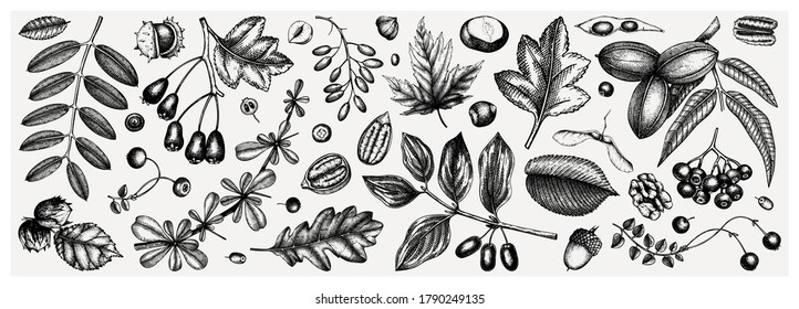 Colección de elementos botánicos de otoño. La mano esbozó nueces, hojas, bayas, semillas puestas. Esbozos de plantas forestales. Perfecto para recetas, menú, etiqueta, icono, empaque, contornos de hojas caídas de la época.
