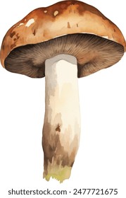 Botanical autumn forest mushroom watercolor set. hand painted watercolor