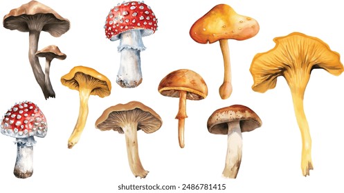 Botanical autumn forest mushroom watercolor set. hand painted watercolor