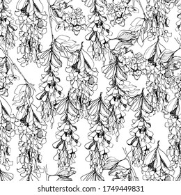 Botanical background with acacia, pattern with white acacia bunches. hand graphics, for tea. Design for packaging, wallpaper, textiles, designer paper. Isolated background. stock graphics