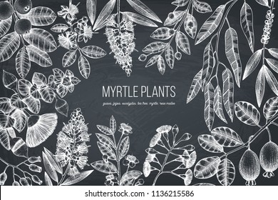 Botanical background with beautiful myrtle plants sketches. Hand drawn feijoa, Eucalyptus, tea tree, guava, myrtus drawings. Exotic trees design template with fruits and flowers on chalkboard