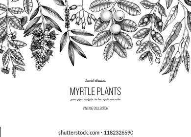 Botanical background with beautiful myrtle plants sketches. Hand drawn  Eucalyptus, tea tree, guava, myrtus drawings. Exotic trees design template. Horisontal floral template.