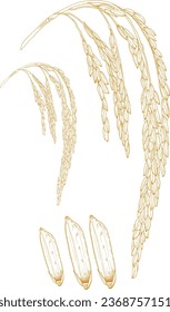 Fondo botánico con orejas de arroz con cáscara. Patrón de vectores sin fisuras con planta de cereales agrícolas. Ilustración de dibujos animados.