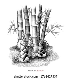 Botanical of bamboo shoots hand drawing vintage style black and white clip art isolated on white background