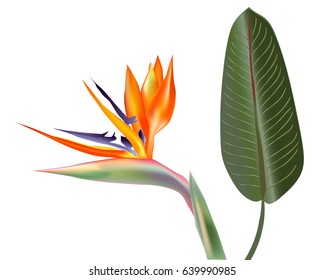 Botanical banner with flowers and strelitzia leaves. Design for natural cosmetics, health and food. Can be used as greeting card or wedding invitation. Vector illustration
