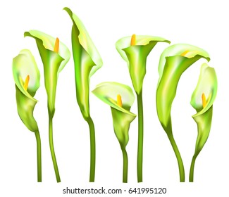 Botanical banner with flowers white Calla lilies. Design for natural cosmetics, health and nutrition. Can be used as greeting card or wedding invitation. Vector illustration