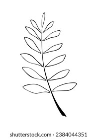 Botanical, black and white illustration of a twig with leaves, vector. A leaf from a tree isolated on a white background, hand-drawn. Decoration. An element for decoration and design.